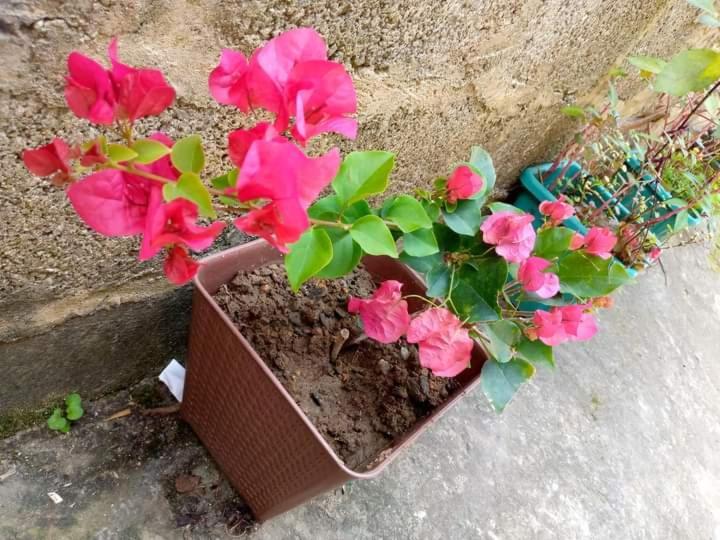 Ask Homestay Procida Dış mekan fotoğraf